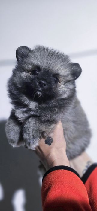 Pomeranian szpic miniaturowy UNIKAT niebieski kolor siersci BLUE Sobol