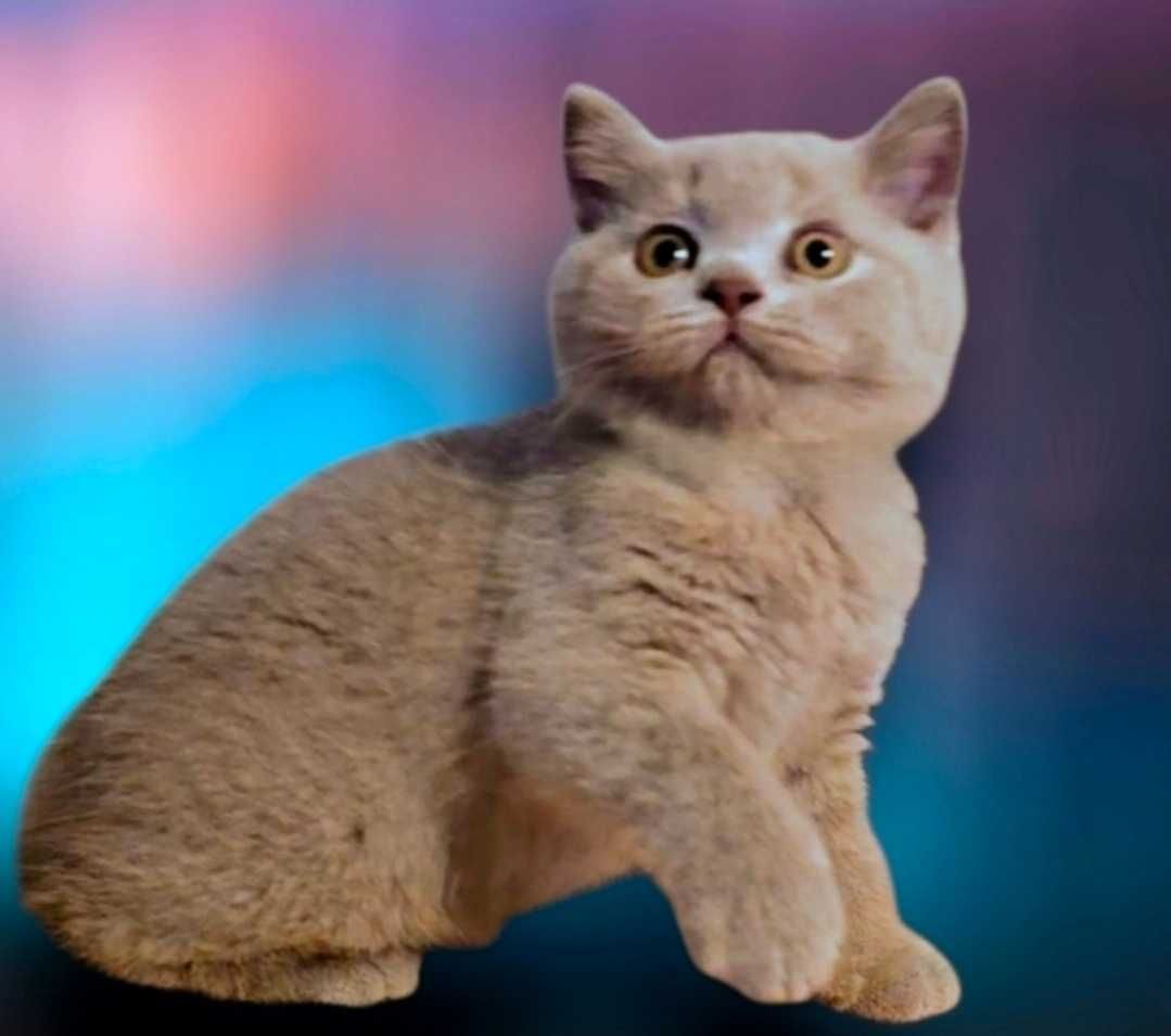 British Shorthair lilás macho com Lop