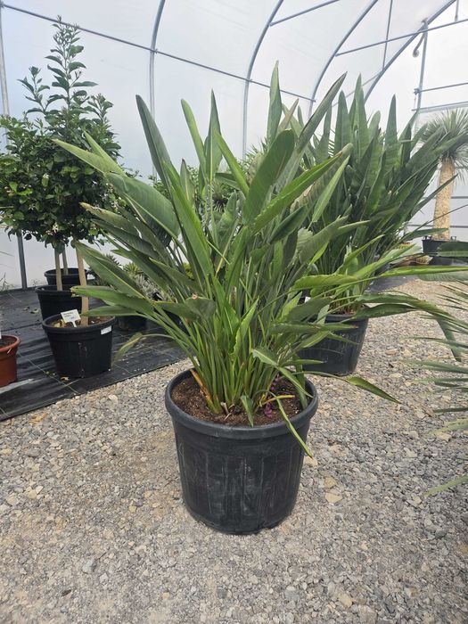 Strelitzia reginae – Strelicja królewska