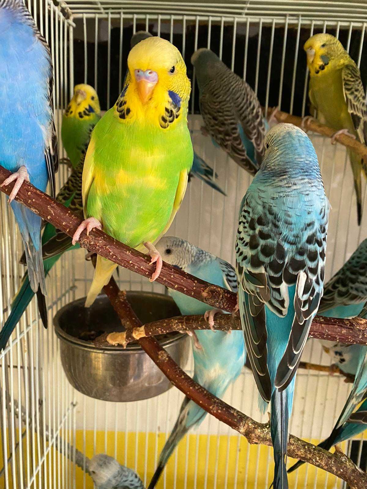 Волнистые попугаи. Выставочные экземпляры