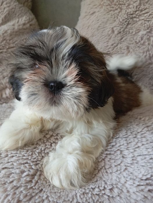 Szczeniaczek shih-tzu piesak