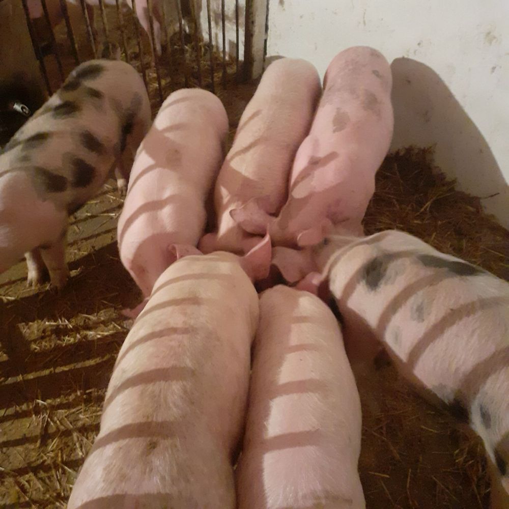 Продам поросят мясного напрямку