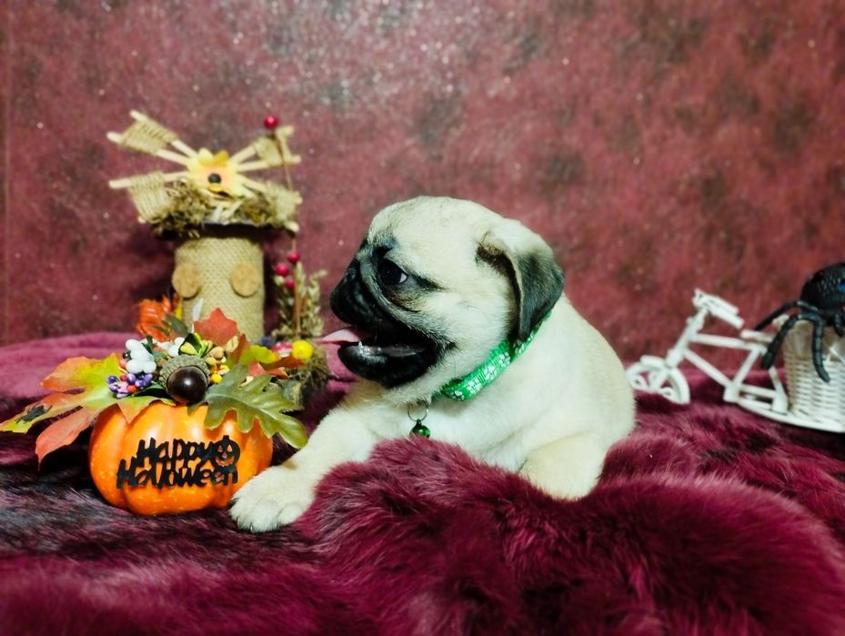 Готов к переезду перспективный парень. Пакет документов. Чипирован.