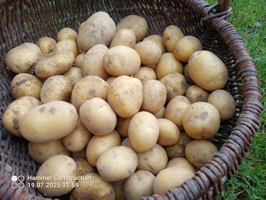 Jajka od kur z wolnego wybiegu