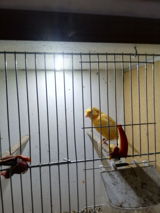 Kanarki na pełnym spiewie  samce samiczki