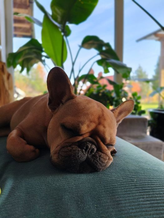 Opieka nad psem hotel dla psa hotelik dla psów