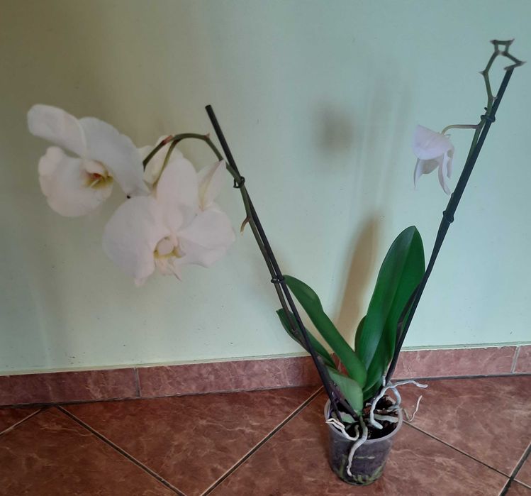 Storczyk, orchidea, biały kwiat, dwupędowy, wysyłka