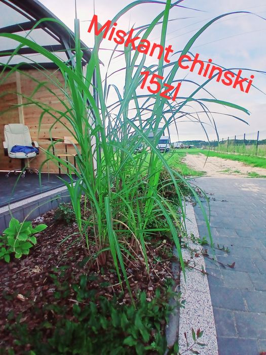 Producent trawy ozdobne miskant prosso