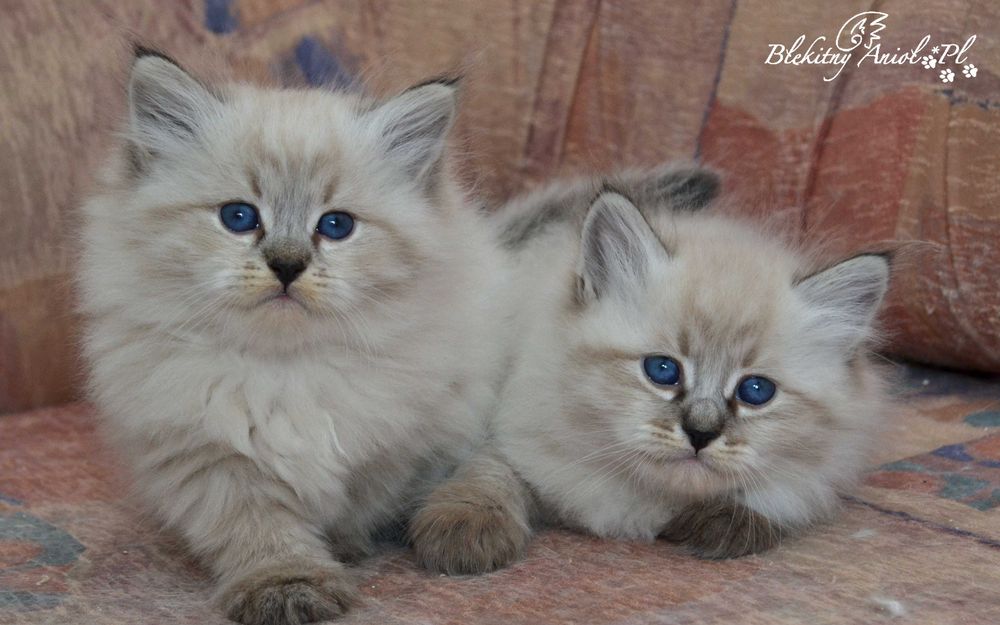 Kocurek neva masquerade ( odbiór końcem stycznia )