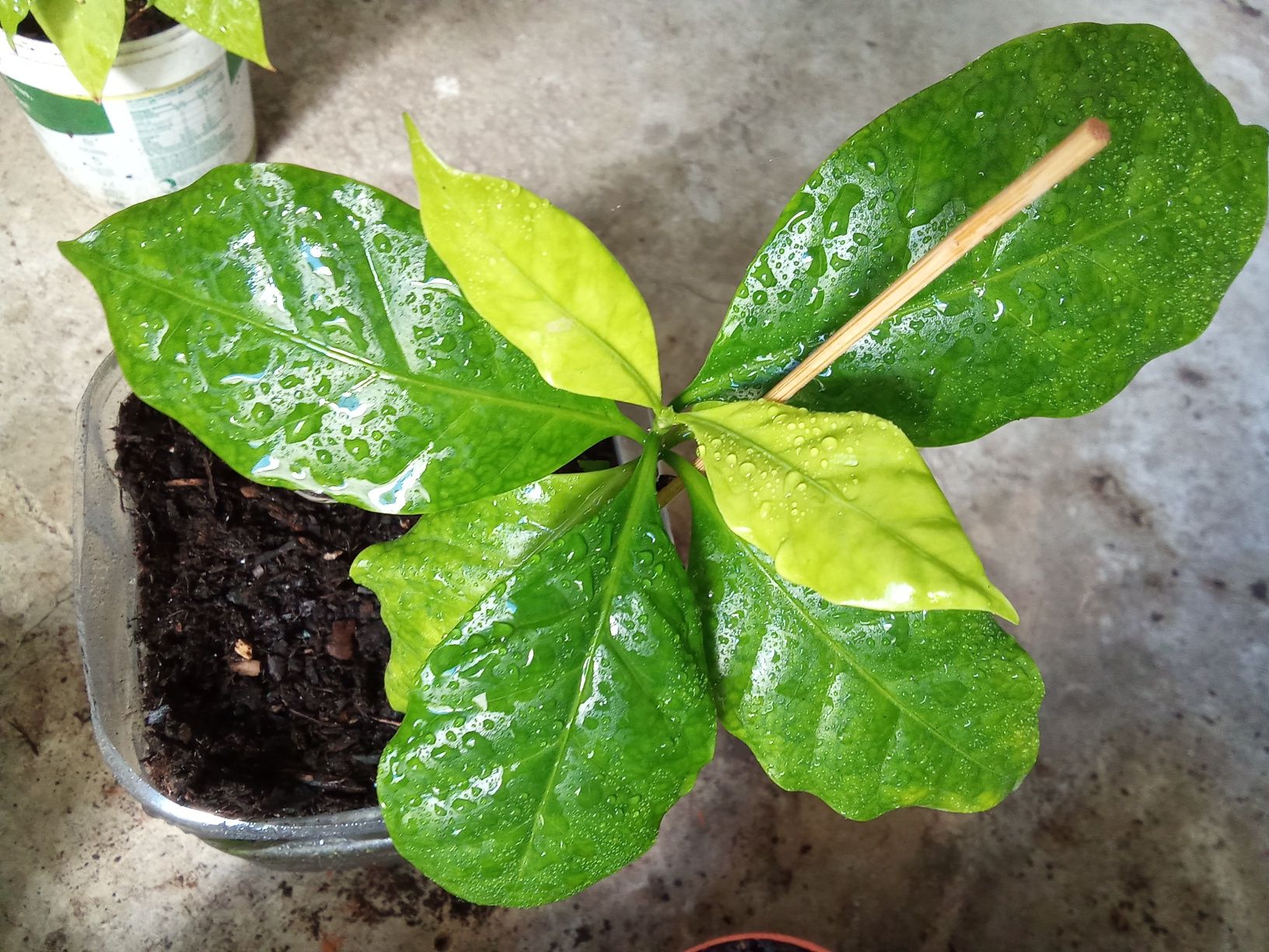 Muda de cafe arabica