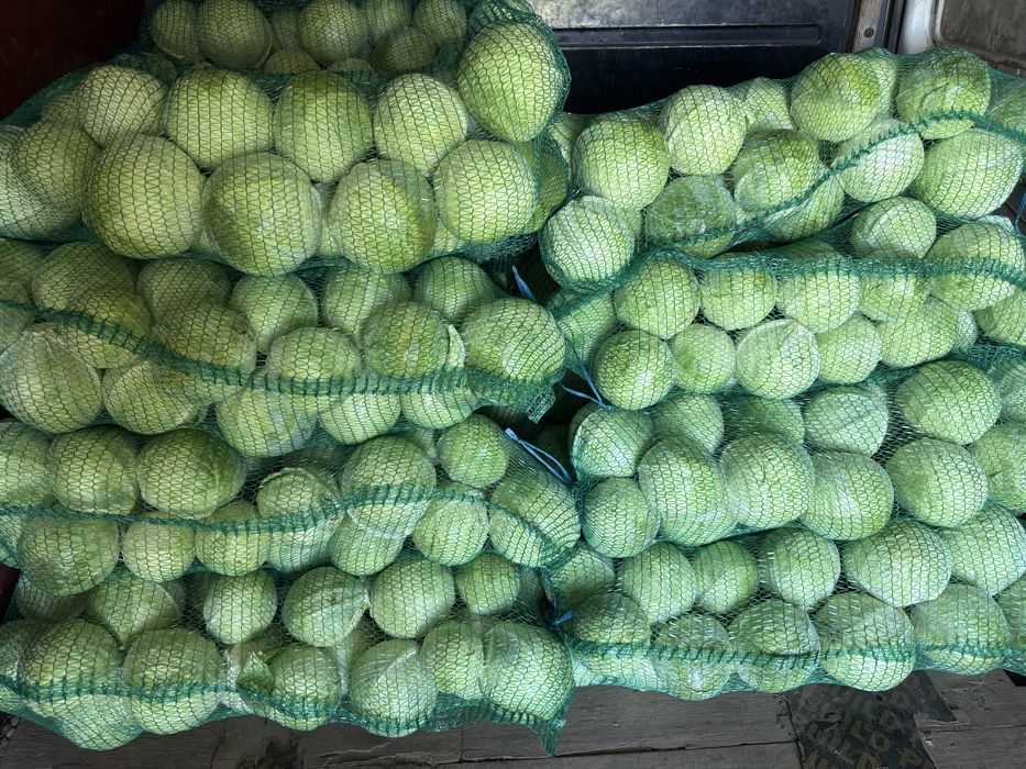 Продам Моркву , Капусту , Гарбуз