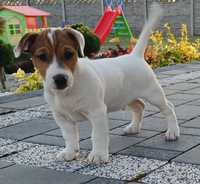 Piesek Jack Russel Terierr do odbioru