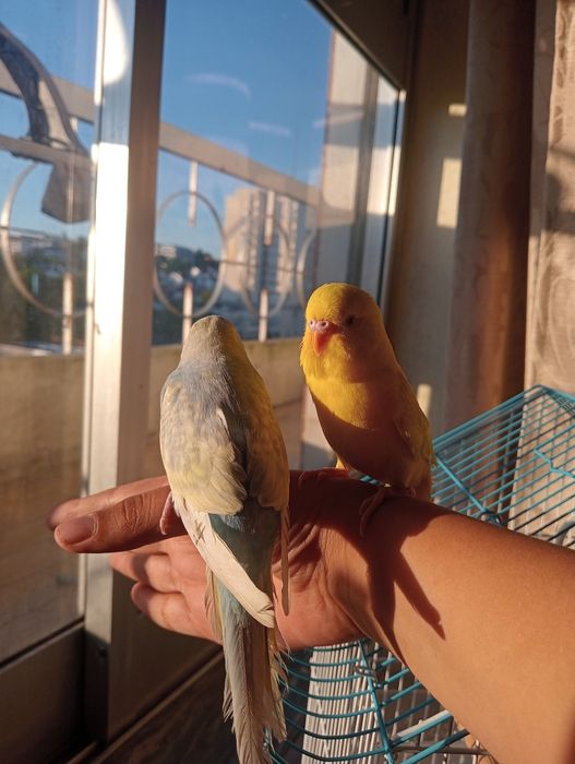 Piriquitos domésticados