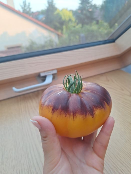 Nasiona kolekcjonerskie pomidorów