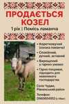 ПроПродається КОЗЕЛ породи Ламанч