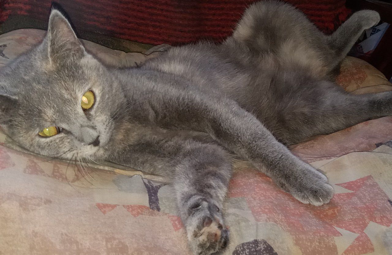 Кошка ищет хозяина