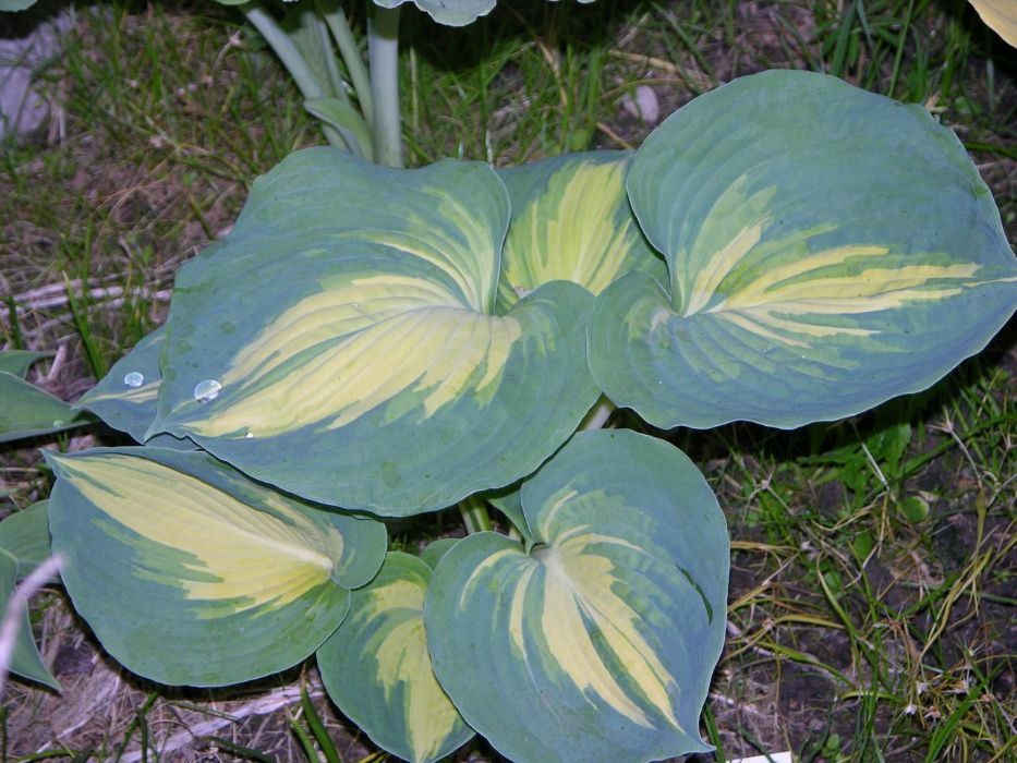 Funkia, funkie różne odmiany, funkia-hosta