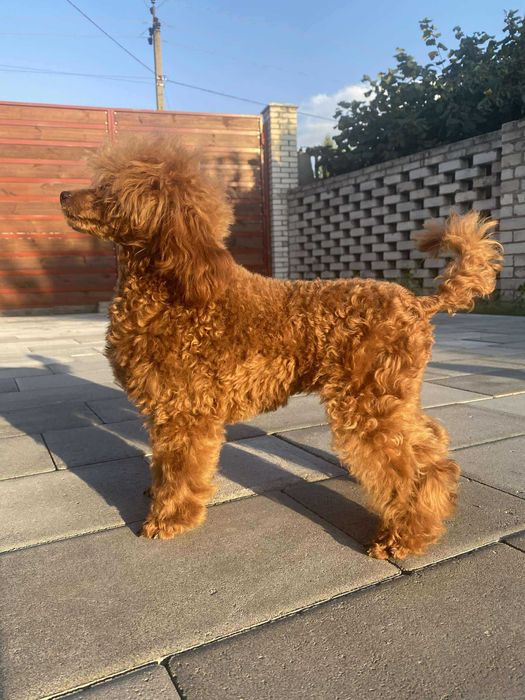 Pudel toy, suczką, 7 mesi, 23 cm, perspektywiczna, FCI