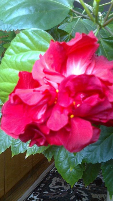 Róża chińska z pełnymi kwiatami