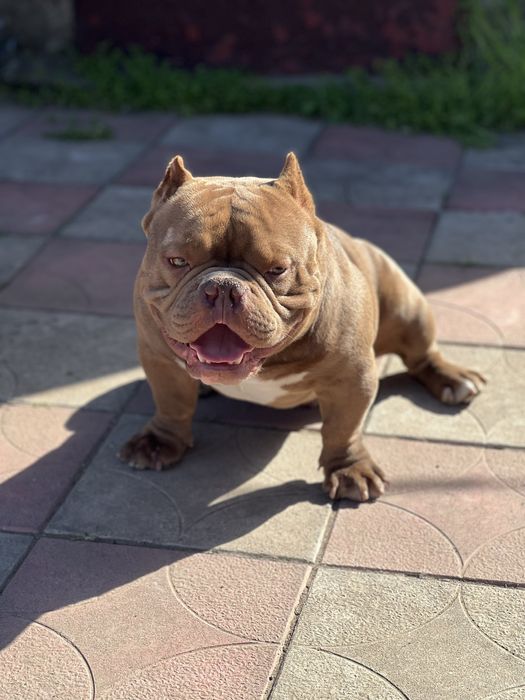 Американський булль на вʼязку 100% Китай