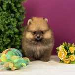 ляльковий Ведмедик шоу классу