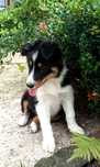 Border Collie ostatnia  suczka