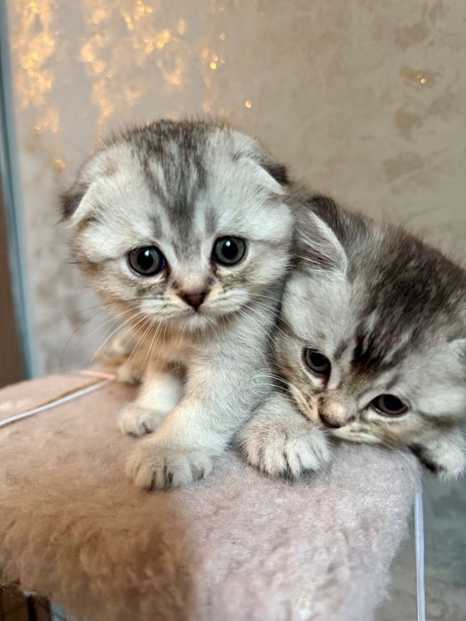 Котики мраморна шиншила