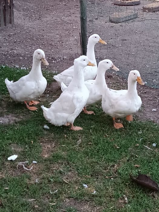 Kaczki tuszki pekin francuskie