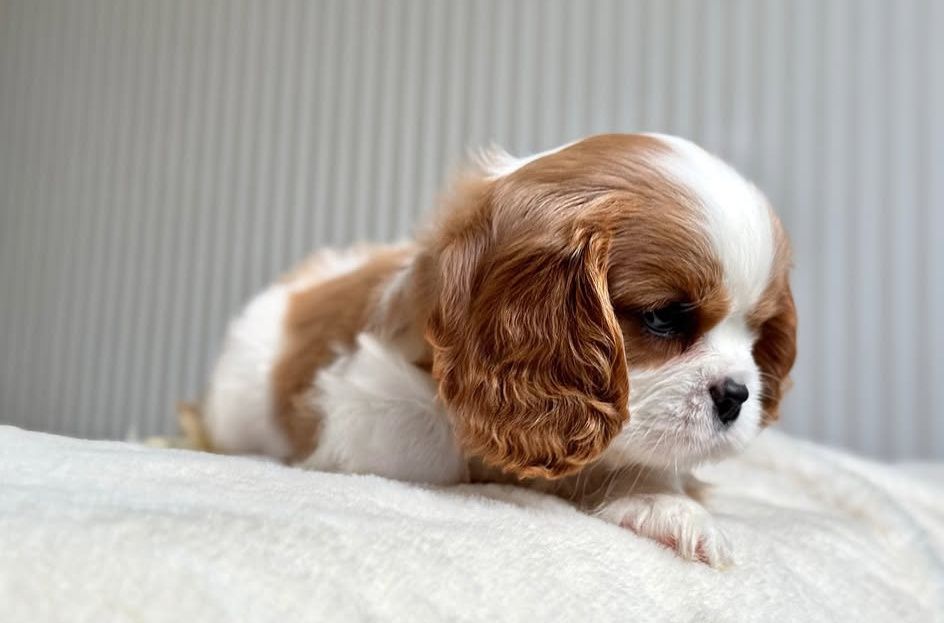 Кавалер Кинг Чарльз спаниель