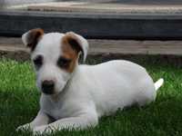 Jack Russell Terrier piesek BOBER Jack Russell PURE breed MALE pup