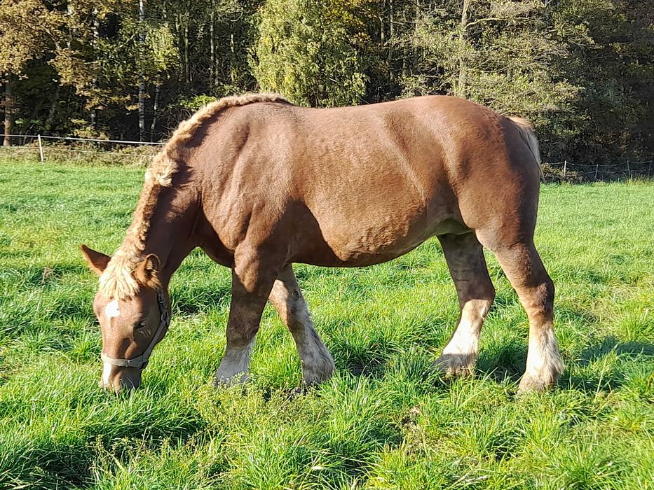 Klacz polski koń zimnokrwisty pkz źrebna