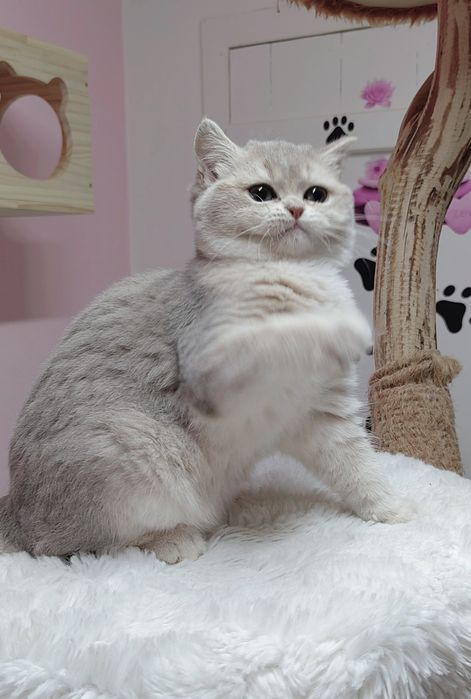 Menina British shorthair blue golden