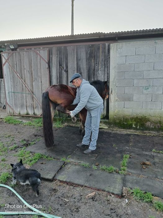 Cavalo garrano puro com livro azul e 3 anos feitos já com algum ensino