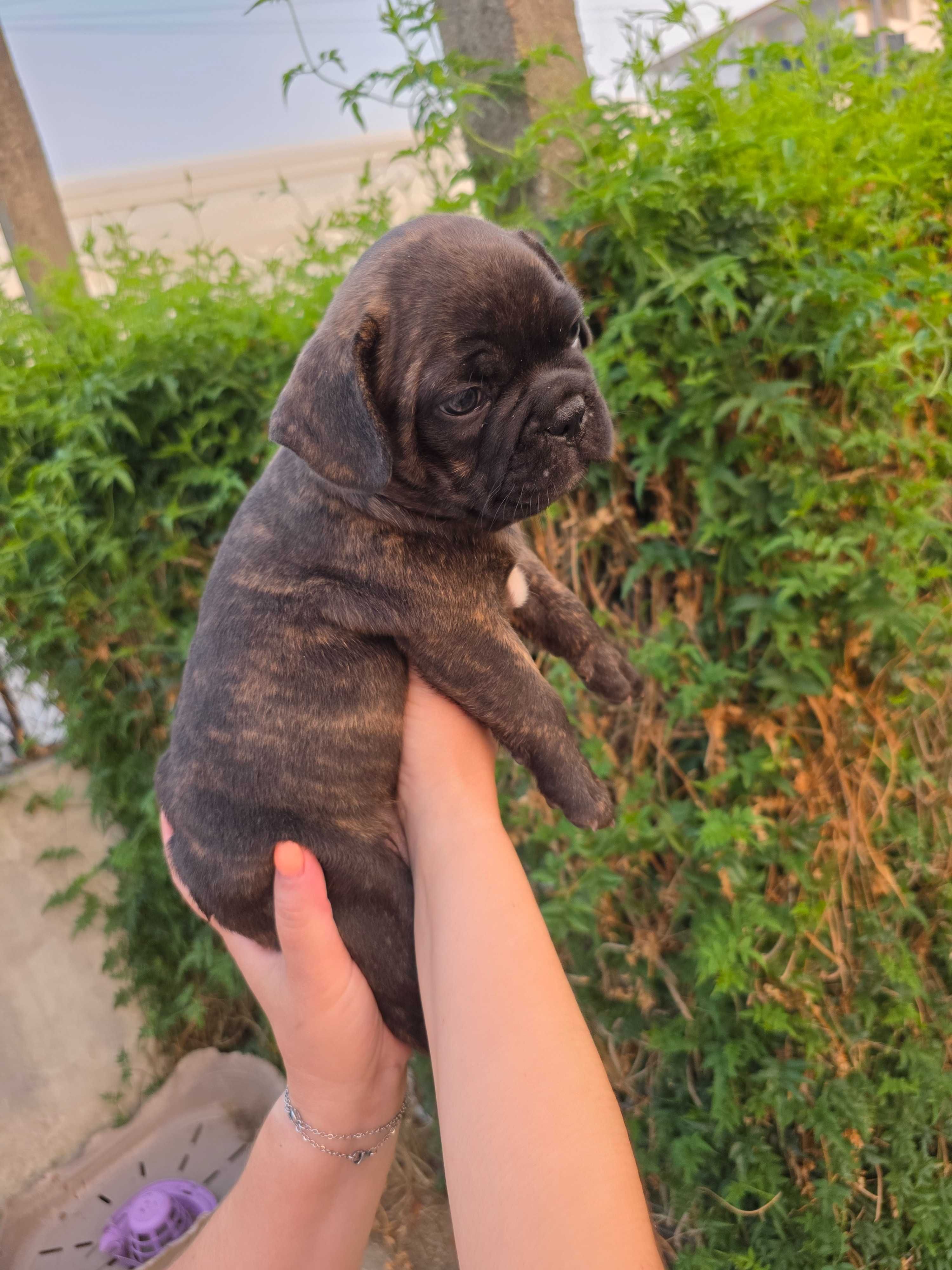 Bulldog frances preto tigrado