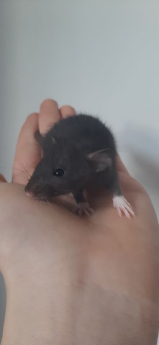 Крысы|Щури|Крысята|Щурики Дамбо и Стандарт