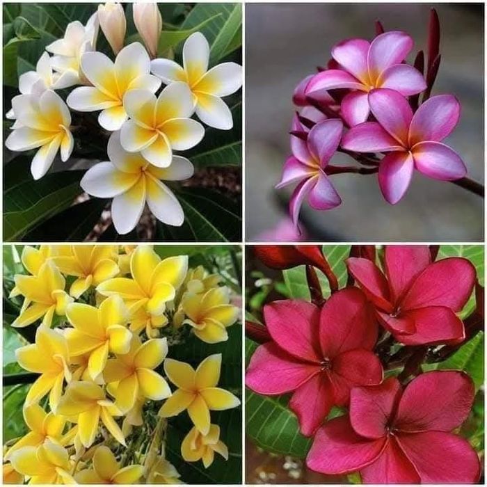 Плюмерія, молоді рослини.