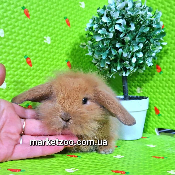 Карликовые мини кролики mini lop тюрингенские вислоухие баранчики