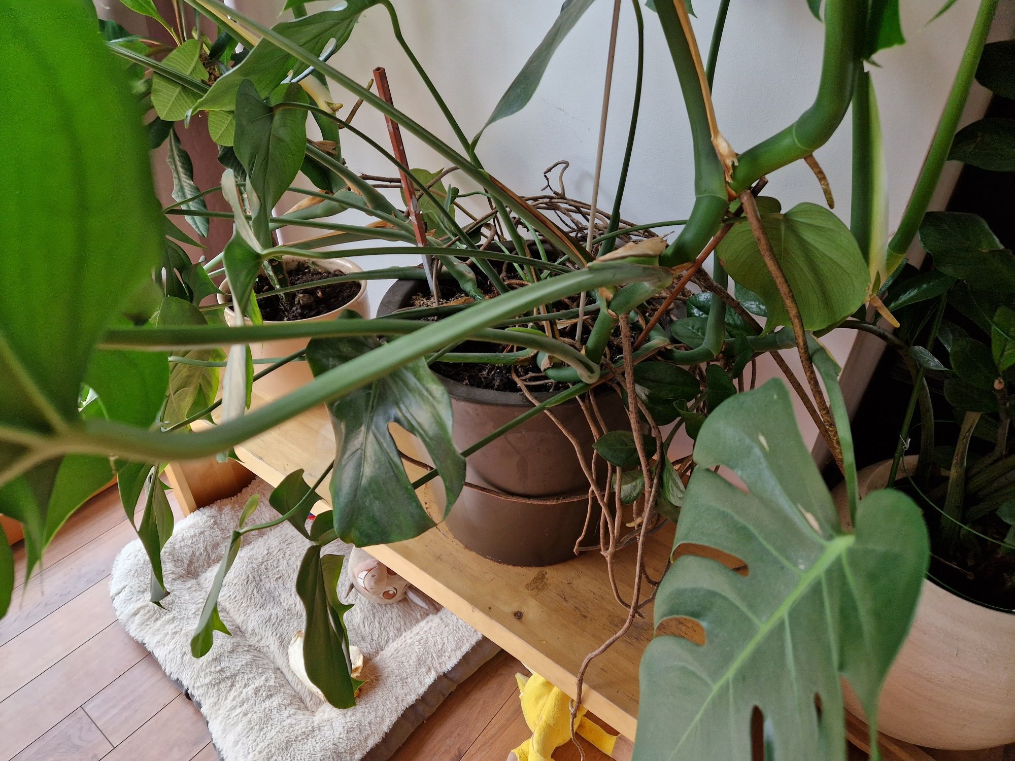 Monstera duży okaz