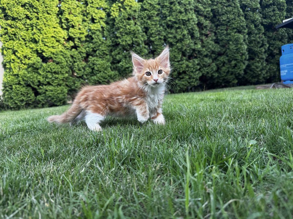 Kocurek maine coon do odbioru
