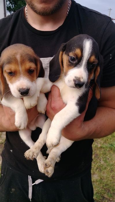 Śliczne Beagle tricolor