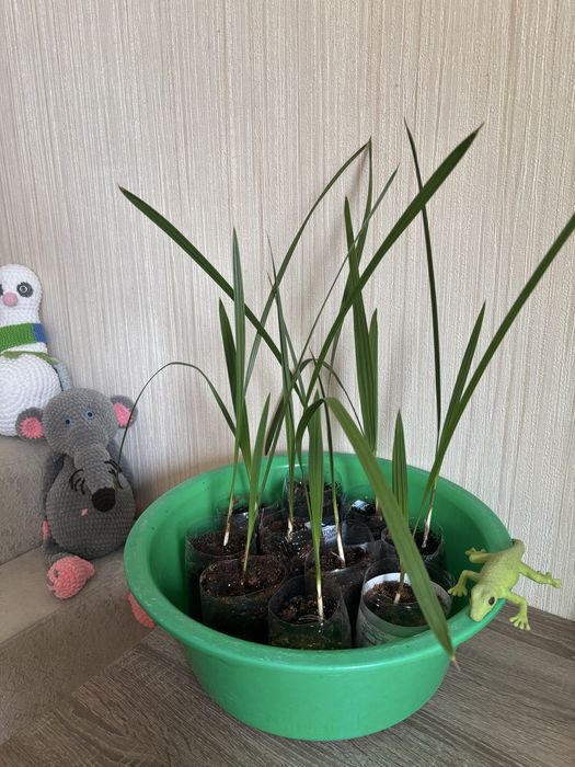 кімнатні квіти дешево цикас, молочай, алоє,пальма