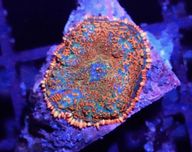 Rhodactis Jasny Pomaranczowo niebieski Orange  FLUOLAMPS.PL WYSYŁKI