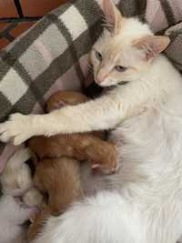 5 Gatinhos Bebés para dar