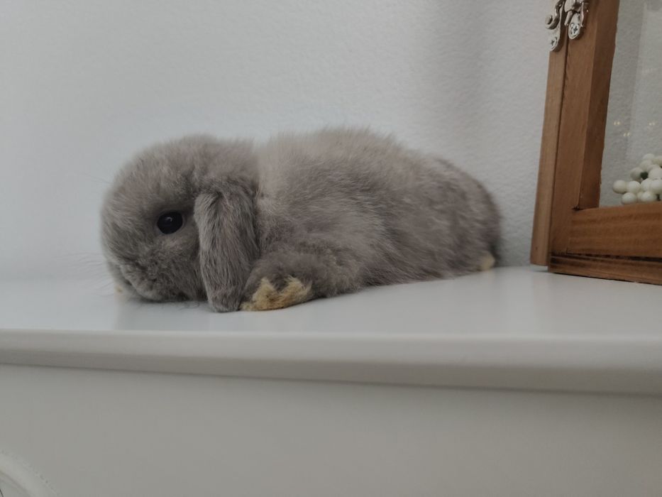 Mini Lop królik gotowe na zmianę domku