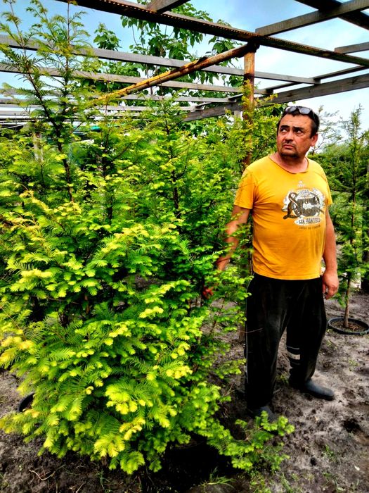 Саджанець метасеквойї продам