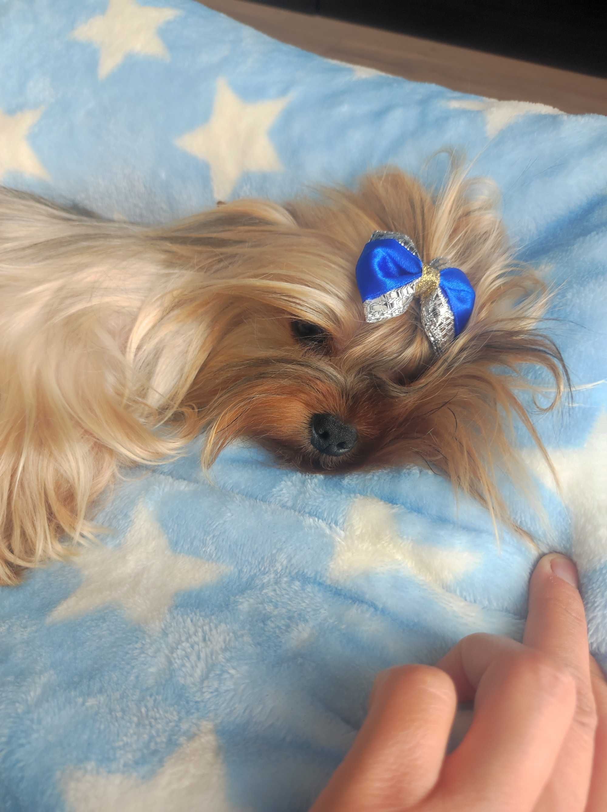 Yorkshire terrier