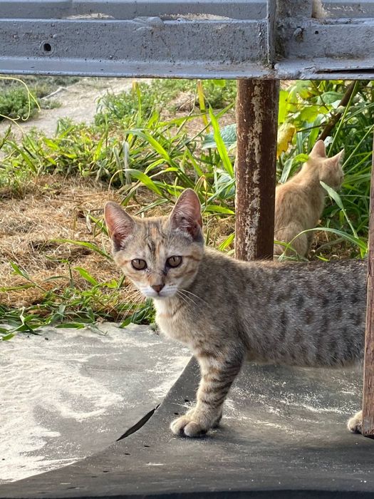 Кошенята шукають дім