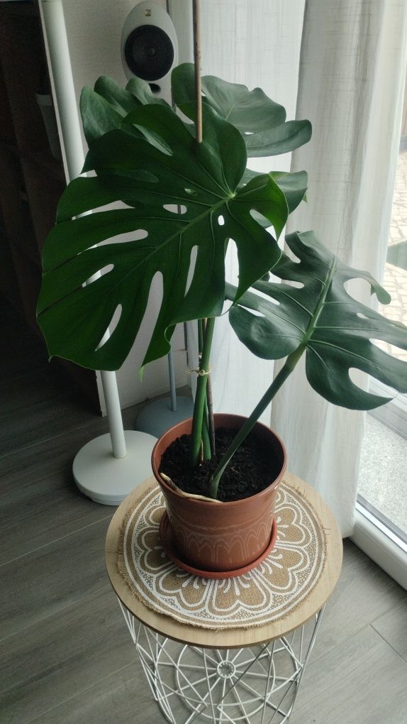 Monteras deliciosa