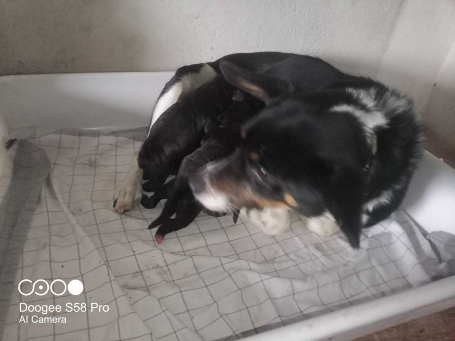 Oddam pieski pieska szczeniaki szczeniaka