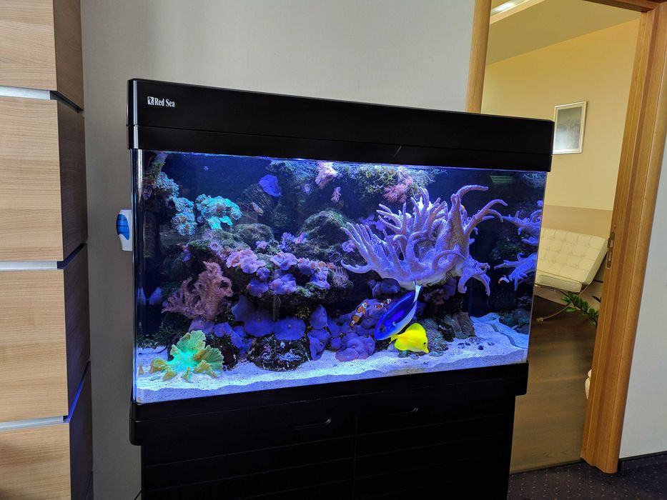 Serwis akwariów morskich – Warszawa +50 km